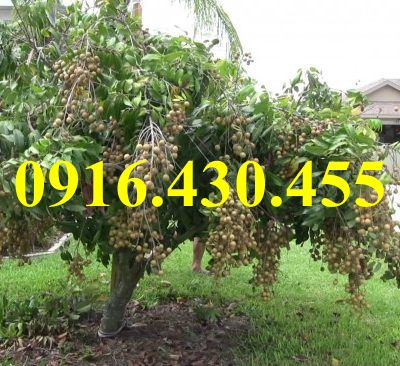 Cây giống nhãn chiết indo